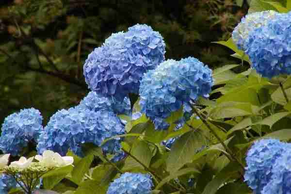 八仙花种植管理技术(八仙花种植管理技术要点)